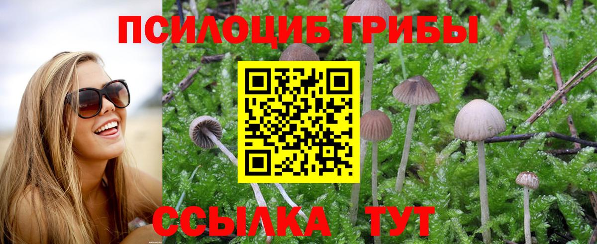 Псилоцибиновые грибы GOLDEN TEACHER Топки